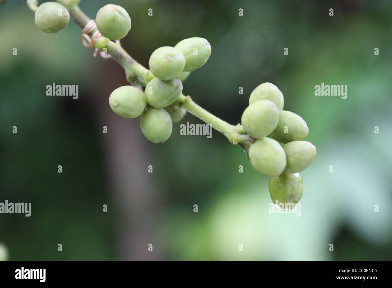 Melada pahit Malesia Foto Stock