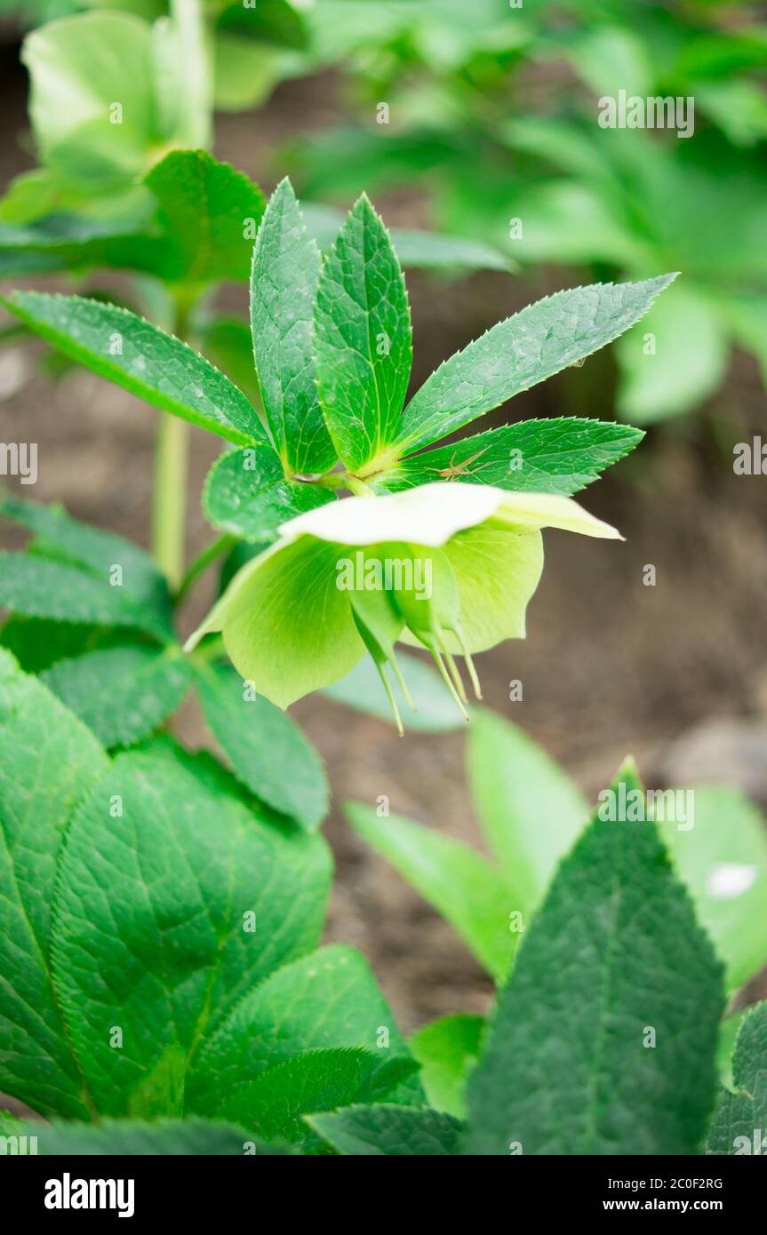 Tempo di primavera Foto Stock