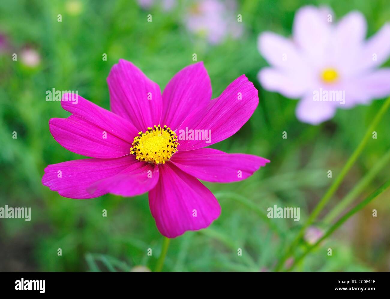 Un vivace fiore rosa Foto Stock