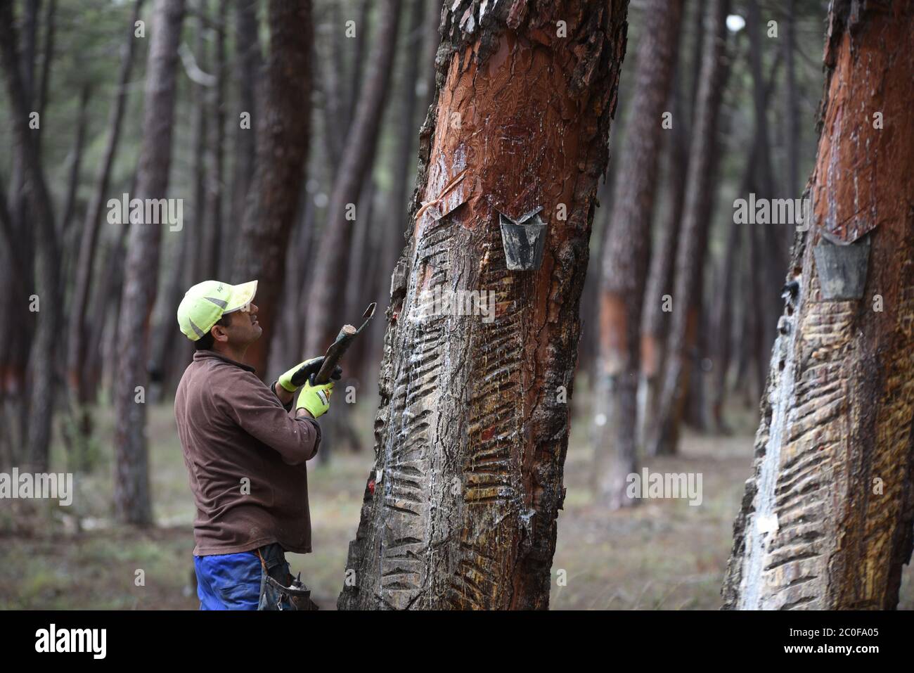 Tardelcuende, Spagna. 11 Giugno 2020. Un uomo è visto estrarre resina vicino a un villaggio di tardelcuende durante la crisi del coronavirus.l'estrazione di resina da alberi di pino è aumentato nelle zone rurali della Spagna negli ultimi anni a causa della crisi economica, e la maggiore domanda in Unione europea e Cina. Credit: SOPA Images Limited/Alamy Live News Foto Stock