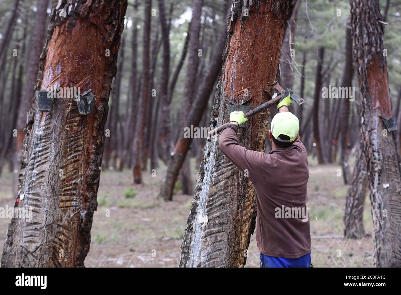 Tardelcuende, Spagna. 11 Giugno 2020. Un uomo è visto estrarre resina vicino a un villaggio di tardelcuende durante la crisi del coronavirus.l'estrazione di resina da alberi di pino è aumentato nelle zone rurali della Spagna negli ultimi anni a causa della crisi economica, e la maggiore domanda in Unione europea e Cina. Credit: SOPA Images Limited/Alamy Live News Foto Stock