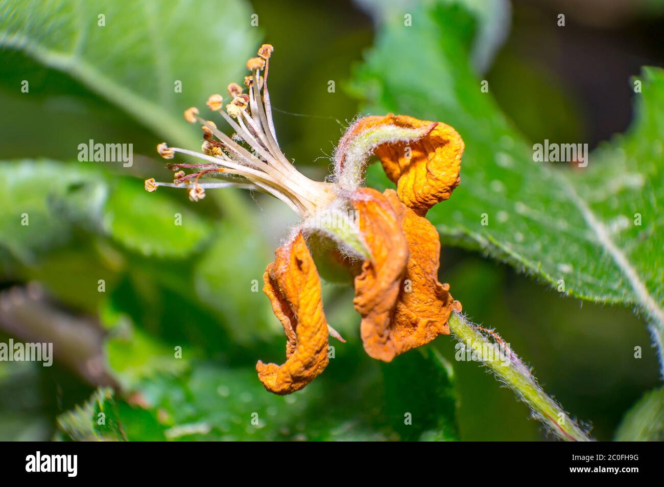 fiore di mela fiorito nel giardino di erbe di stagione Foto Stock