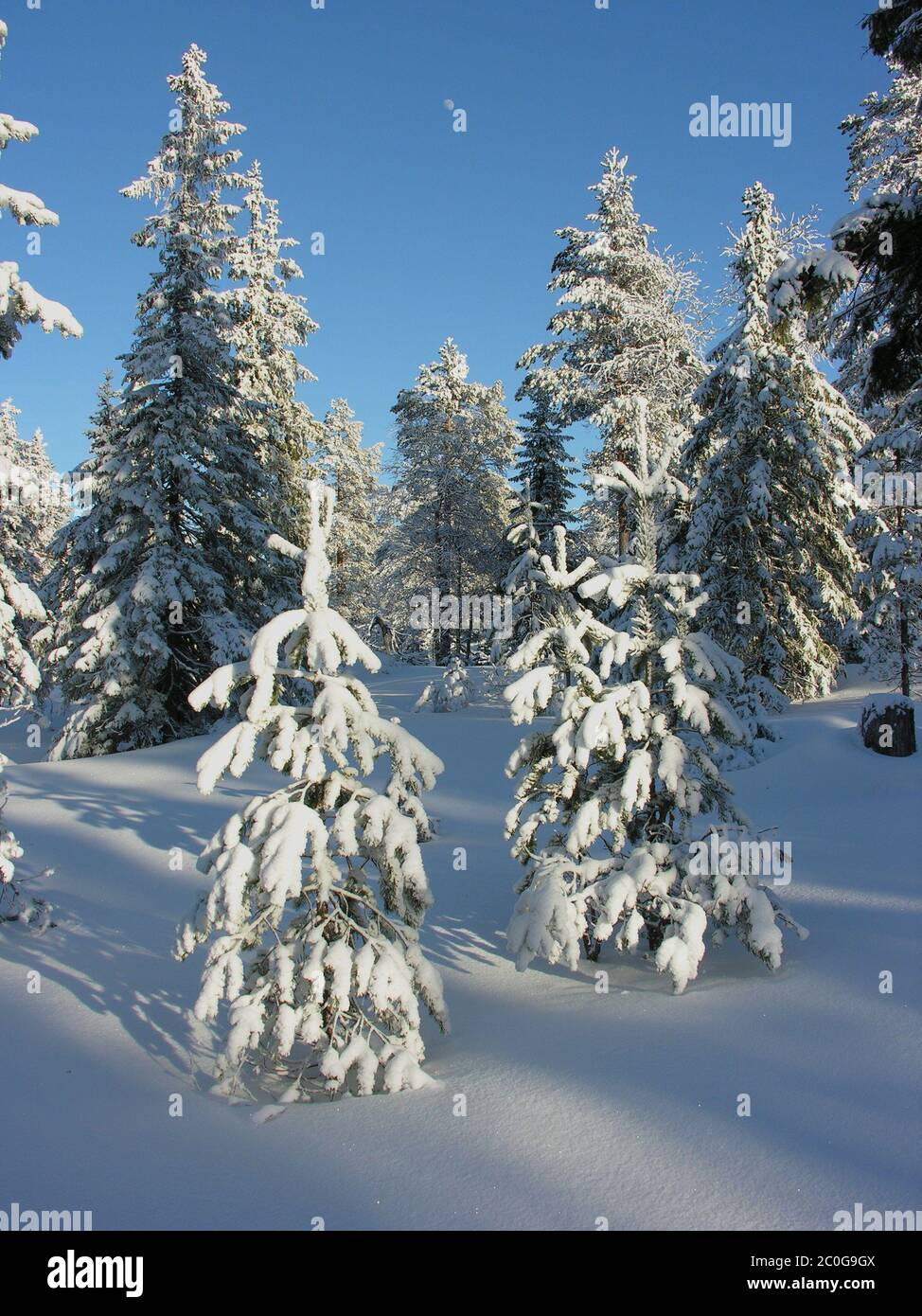 Paesaggio invernale in Svezia Foto Stock