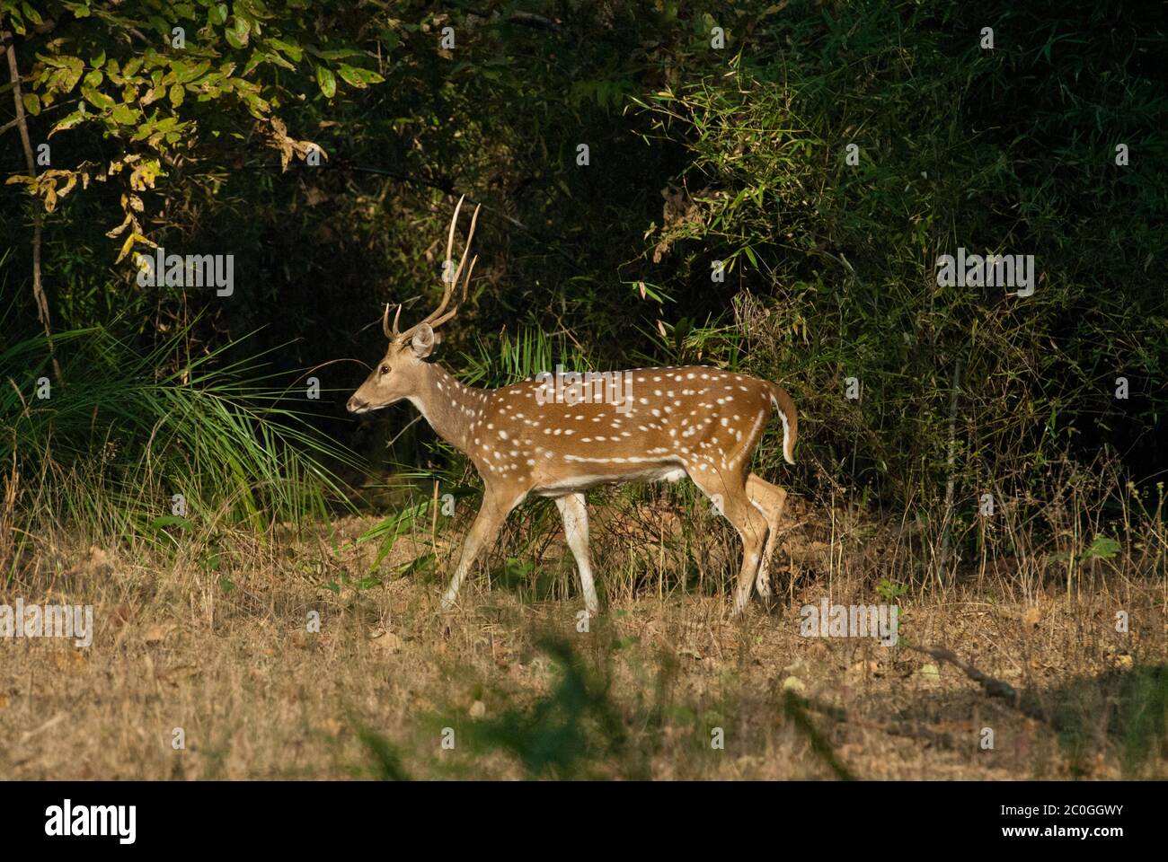 Asse (macchiato) cervo buck (asse asse) nel Parco Nazionale di Bandhavgarh India Foto Stock