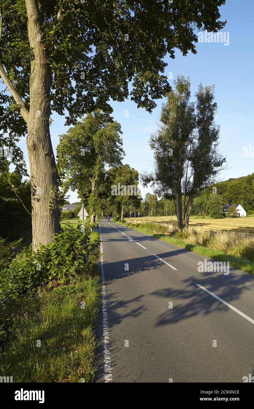 Strada con alberi e cielo blu Foto Stock