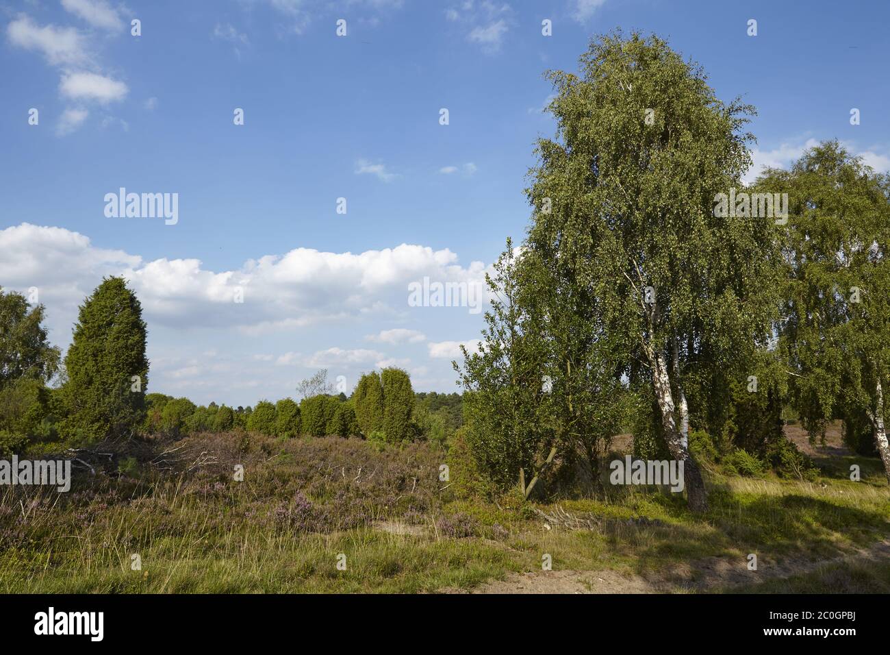Lüneburger Heide - Birch nel paesaggio Foto Stock