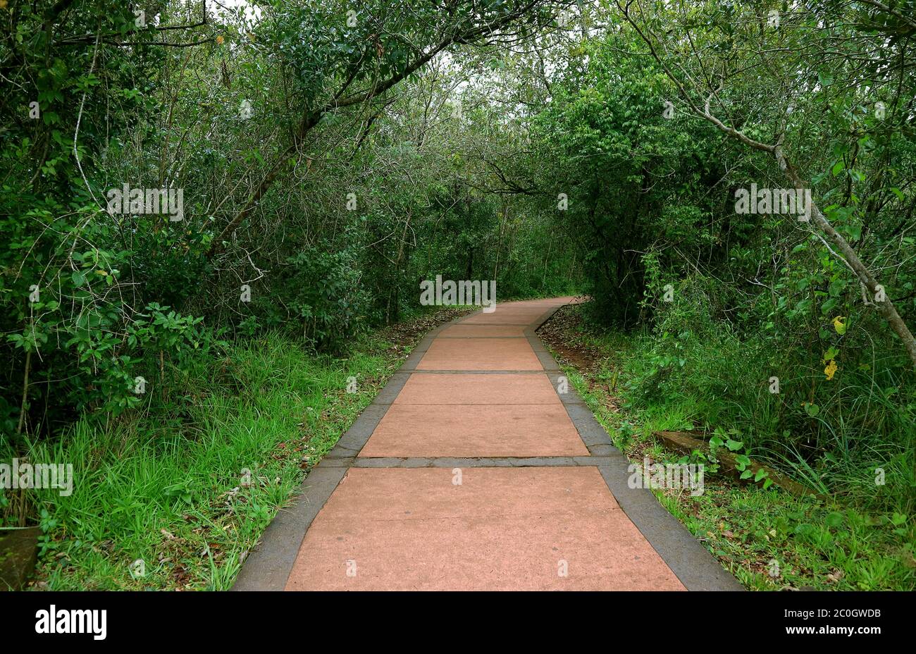 La prova di escursionismo nella giungla nel Parco Nazionale di Iguasu, Argentina, Sud America Foto Stock