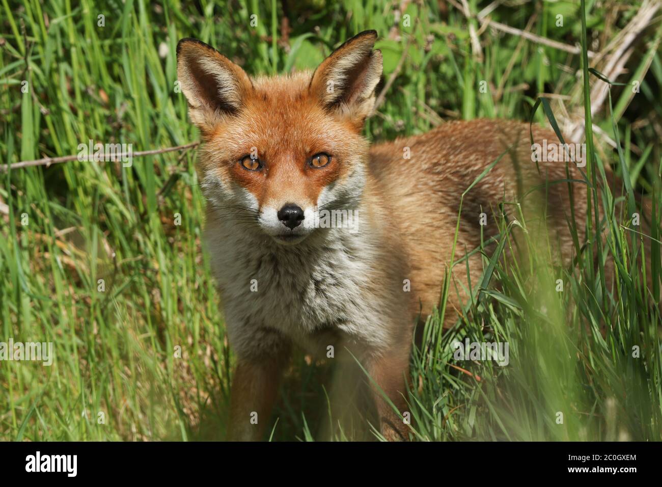 Una volpe rossa selvaggia, Vulpes vulpes, caccia in un campo in primavera. Foto Stock
