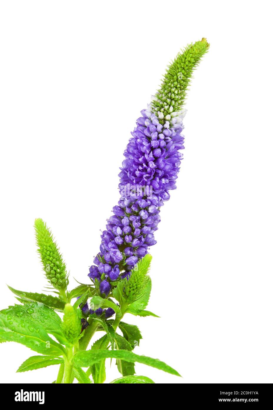 Fiore blu Foto Stock