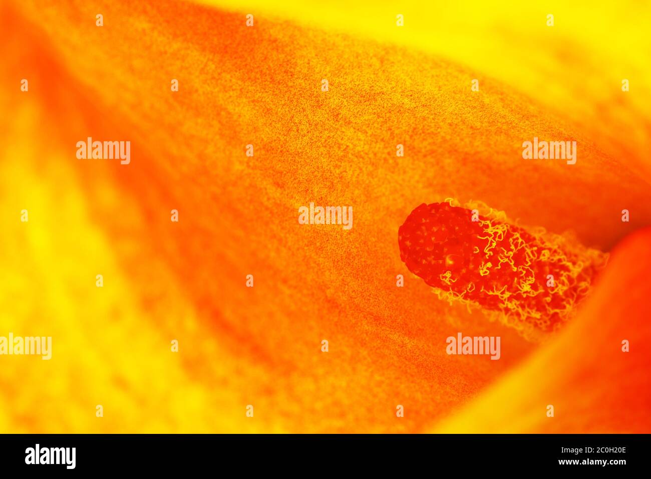 Arancione Calla Lily Foto Stock