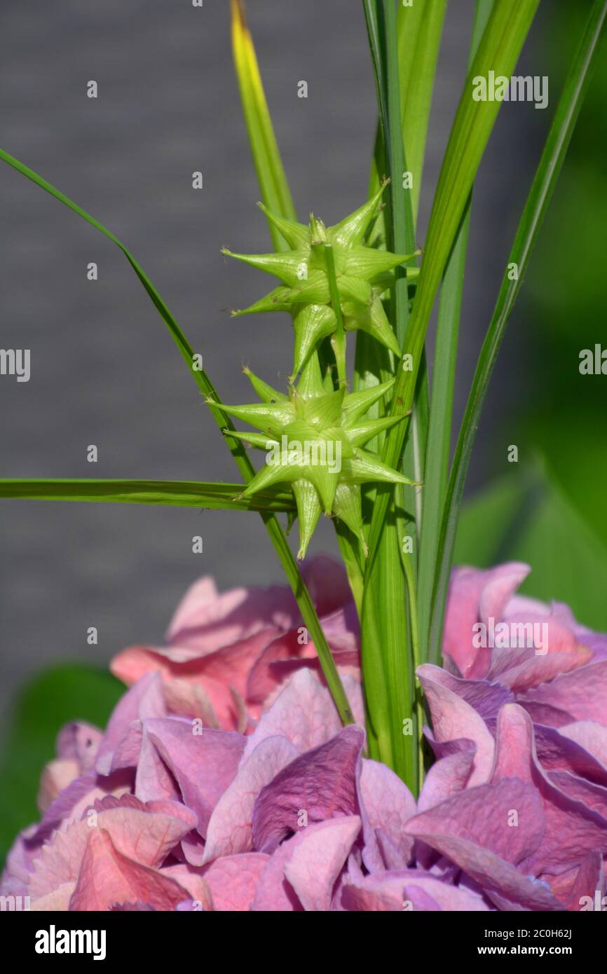 carex grayi pianta astratta fioritura in pieno giardino solare Foto Stock