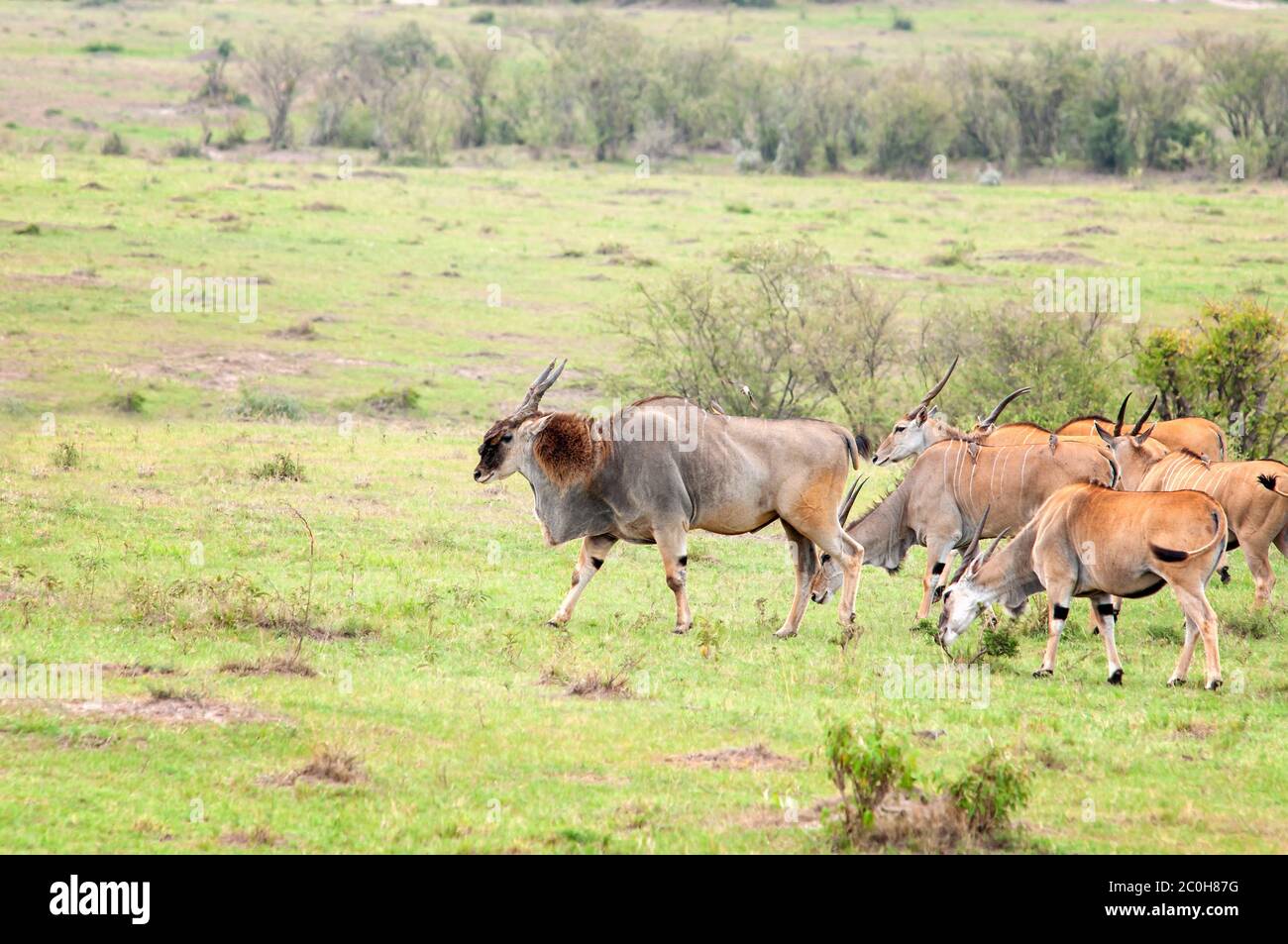 Gregge di comuni elandie, Taurotragus orice, con un grande pascolo maschile in prateria alla Riserva Nazionale Masai Mara. Kenya. Africa. Foto Stock