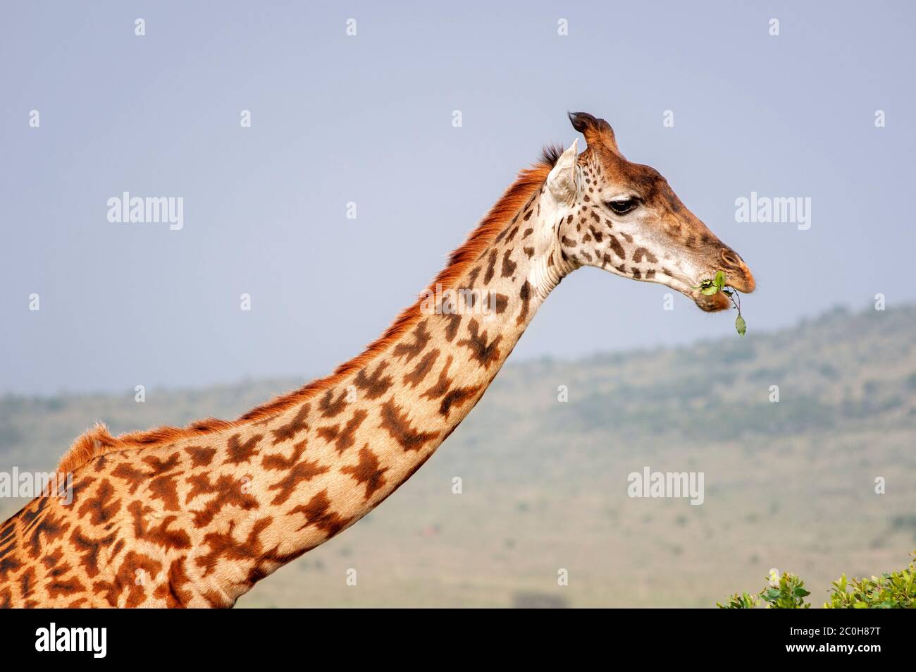 Masai Giraffe, Giraffa camelopardalis, nella Riserva Nazionale Masai Mara. Kenya. Africa. Foto Stock