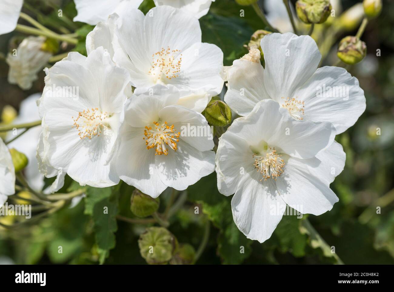 Primo piano di Indian Mallow - Abutilon vitifolium, forse 'Album' o 'Tennant's White'aka acero fiorito. Foto Stock