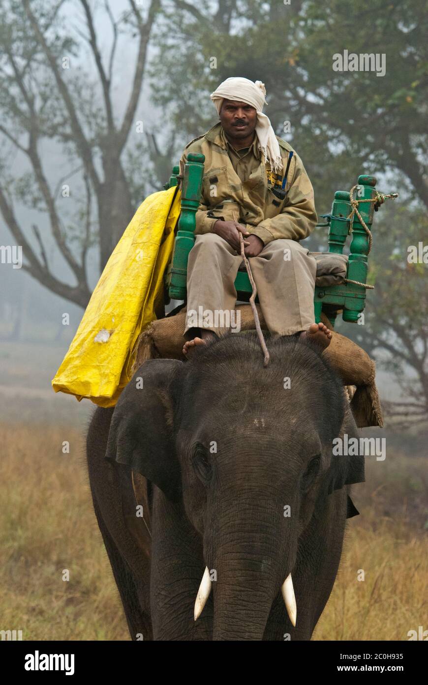 Pattugliatore forestale su elefante nel Parco Nazionale di Bandhavgarh, India Foto Stock