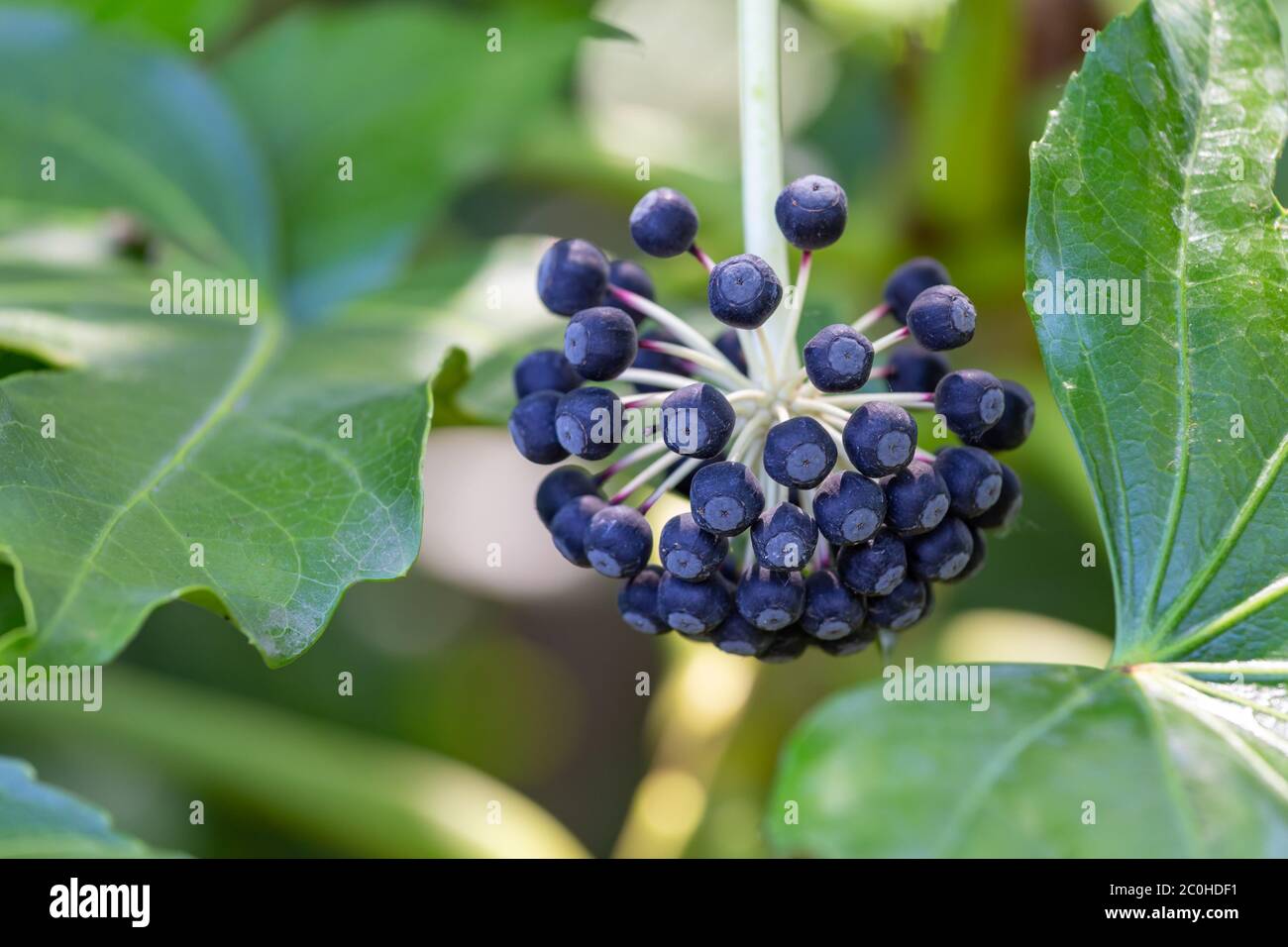 Belle aringhe blu dell'hedera o edera cespuglio Foto Stock