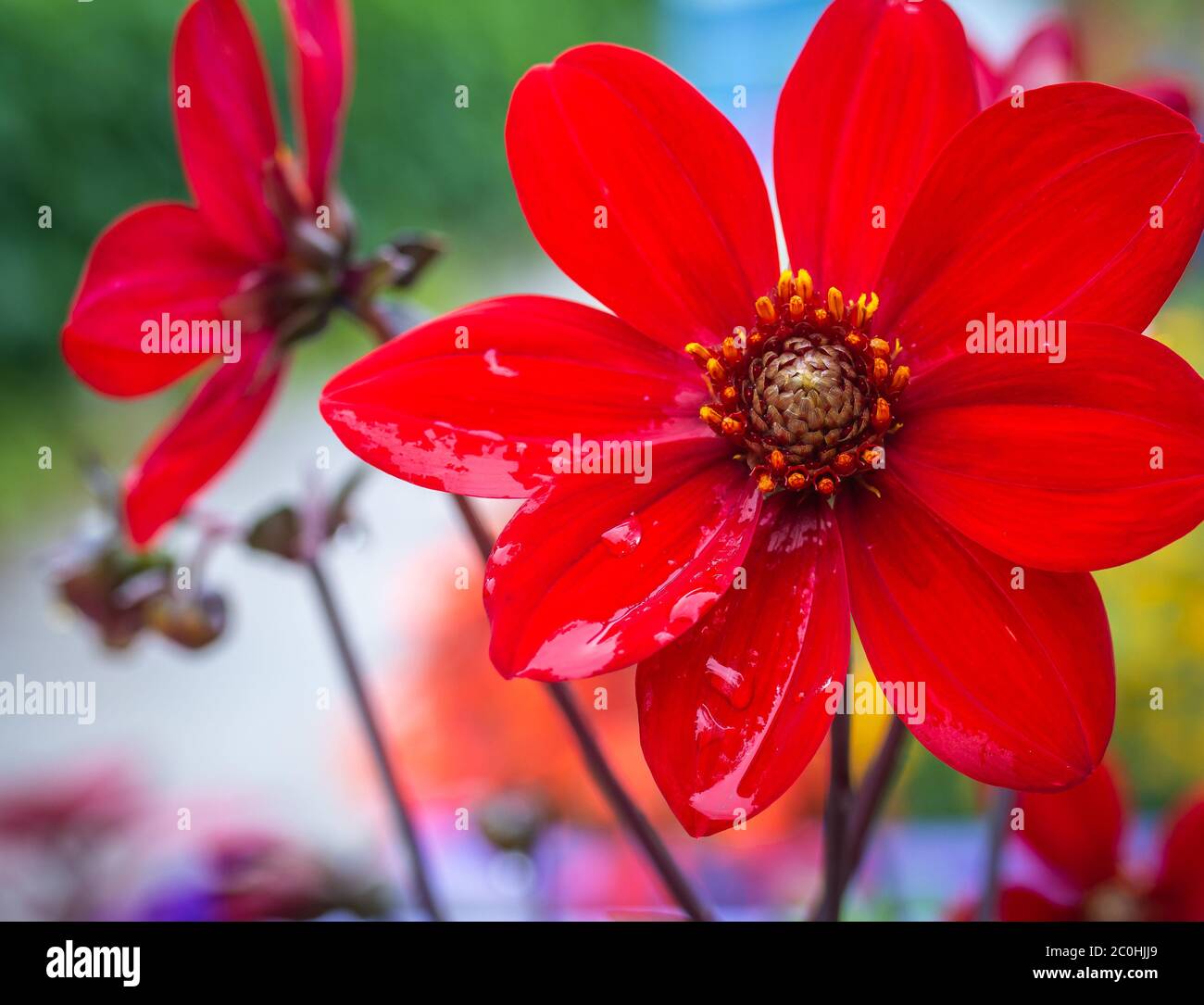 Fiore singolo di Red Dahlia Vescovo di Auckland (Dahlia Pooh) Fiore in un giorno di sole. Foto Stock