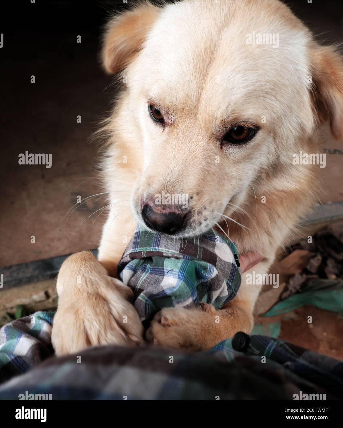 Carino animale domestico con amore e fedele, cane maschio con piuma bianca in piedi da due gambe posteriori, due gambe anteriori tenere la mano del proprietario con bella faccia Foto Stock