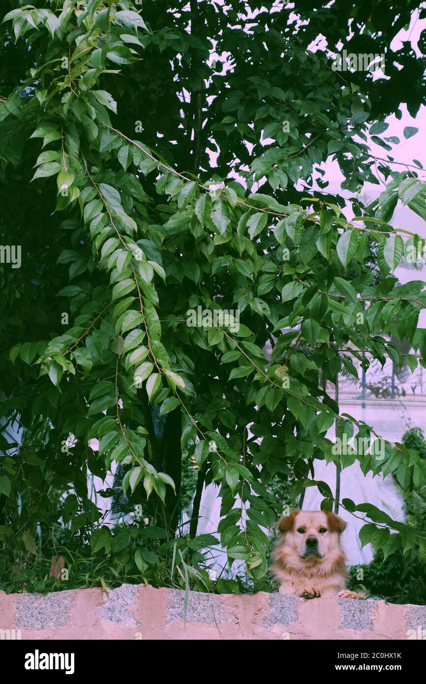 Cane bianco maschio posato su terra sopra muro di pietra e guardando in avanti, sotto ramo di albero, foglia verde fare aria fresca, carino animale domestico guardare dopo la casa Foto Stock