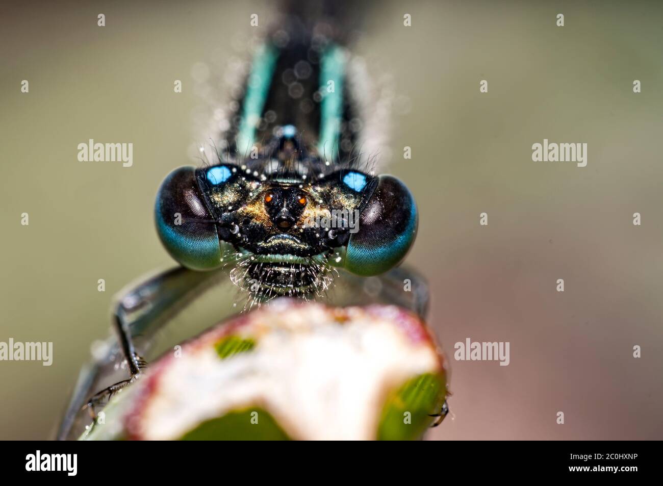 drago blu volare sull'erba nella stagione estiva Foto Stock