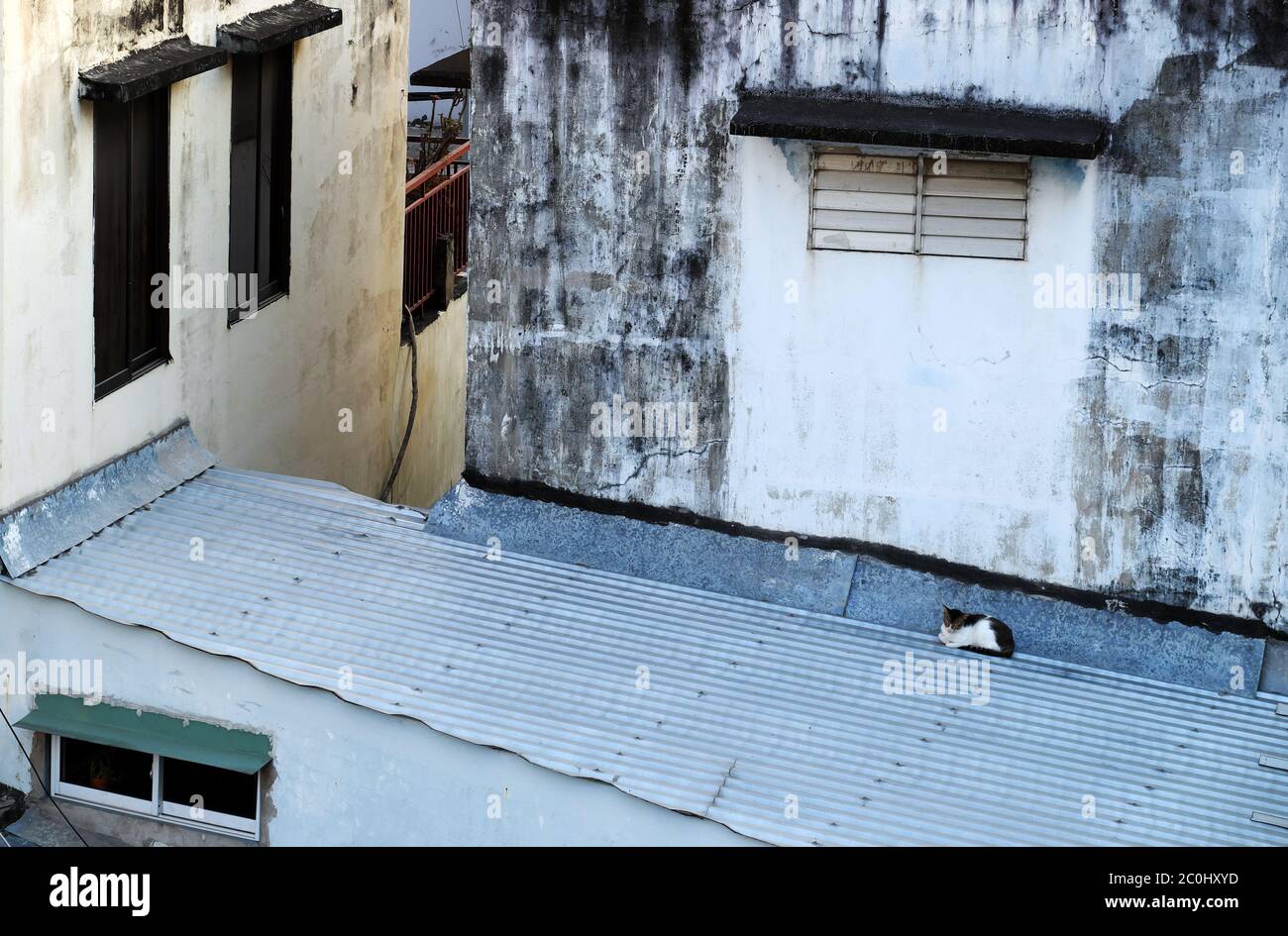 Solo gatto stese giù arricciato su tetto di casa al mattino presto, piccolo animale bello tra grande spazio con finestra intorno Foto Stock