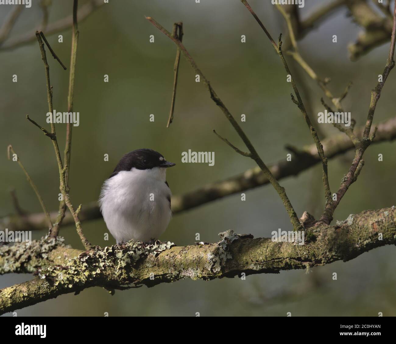 Flycatcher europeo a pied, Ficidula hypoleuca Foto Stock