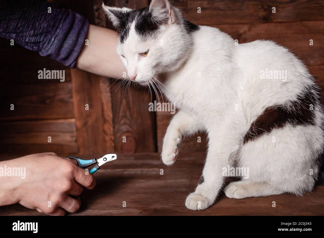 Un uomo taglia le artigli di un gatto bianco e nero con un regolacapelli speciale. Il gatto su un tavolo di legno marrone si siede tranquillamente. Grooming un artiglio ad un gatto. Foto Stock