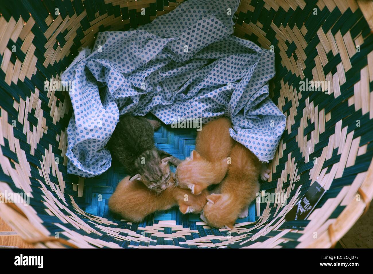 Vista dall'alto gruppo di cuccioli neonati dormono insieme in un cestino, quattro animali carini con piuma grigia e arancione così bella Foto Stock