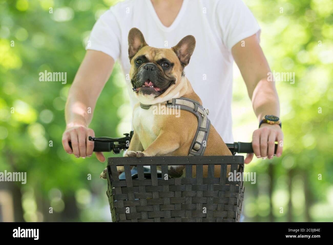 Il bulldog francese si diverse a cavallo nel cestino in bicicletta nel parco cittadino Foto Stock