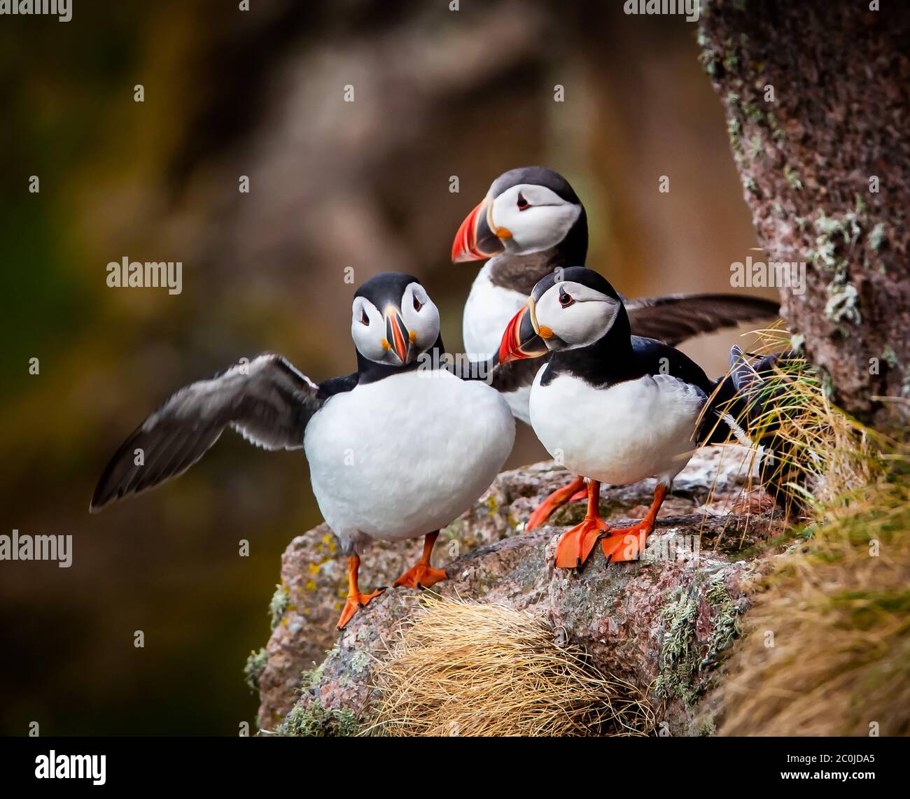 Puffins nidificanti sulle scogliere dei Bullers di Buchan vicino Peterhead in Aberdeenshire, Scozia, Regno Unito Foto Stock