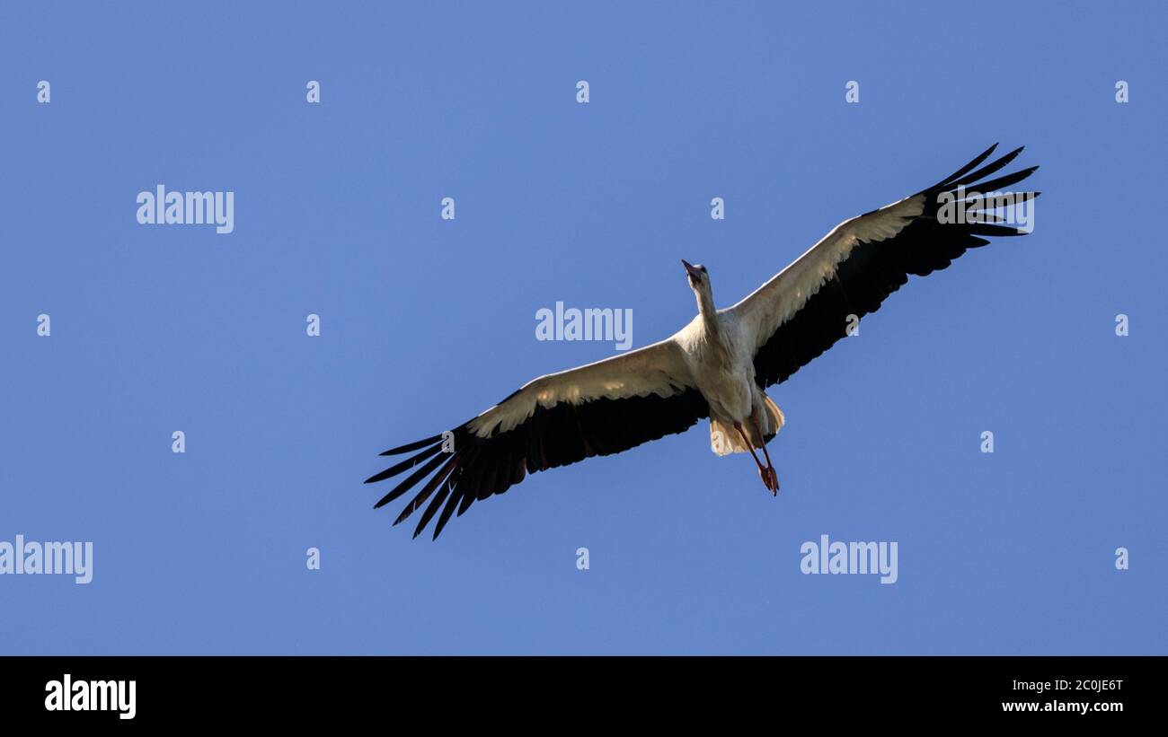 Sythen, Munsterland, Germania. 12 giugno 2020. Una cicogna bianca (Ciconia ciconia) utilizza le terme ad aria per scivolare senza sforzo nel cielo sul suo volo di preda al foraggio mattutino. La coppia è tornata ogni anno ad un nido vicino e sta ancora nutrendo i loro due pulcini. Nella mitologia tedesca, la cicogna bianca occupa un posto speciale, è considerata come la protezione delle case dal fuoco ed è anche conosciuta come il 'Klapperstorch' che porta i bambini facendoli cadere attraverso il camino in un cesto. Credit: Imageplotter/Alamy Live News Foto Stock