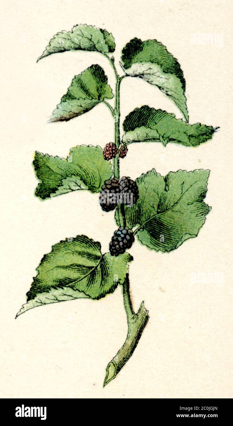 mulberry, gelso nero / Morus nigra / Schwarze Maulbeere (libro di botanica, 1886) Foto Stock
