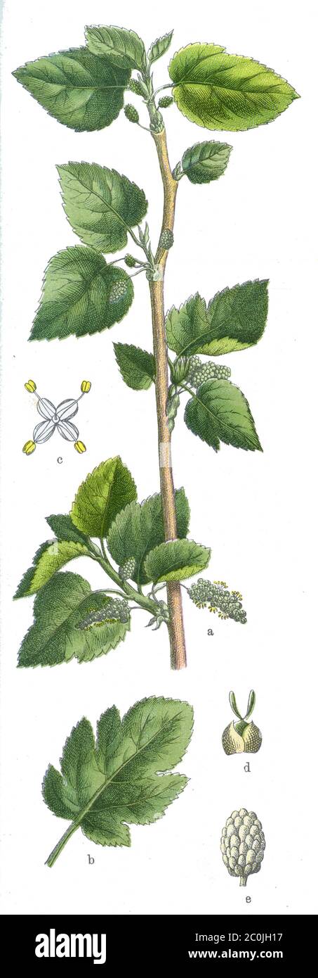 Gelso bianco / Morus alba / Weiße Maulbeere (libro di botanica, 1909) Foto Stock