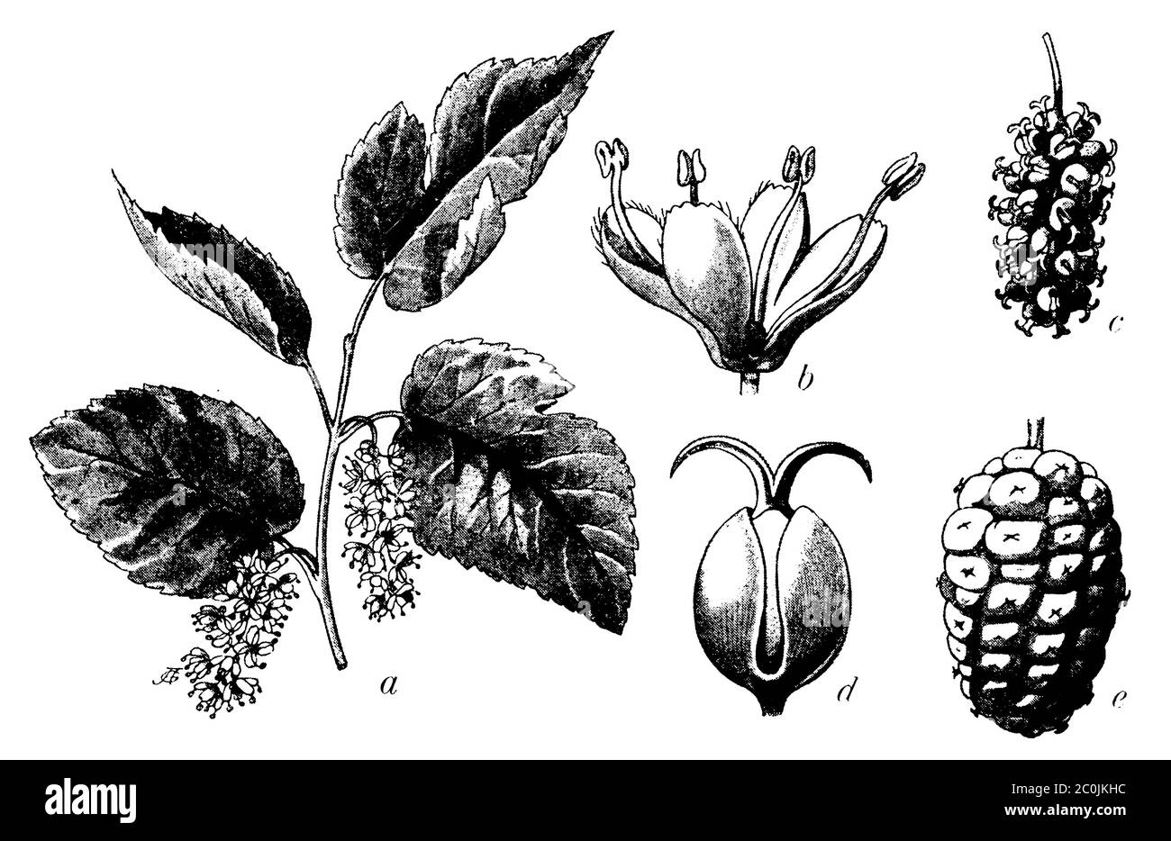 Gelso bianco / Morus alba / Weiße Maulbeere (libro di botanica, 1902) Foto Stock