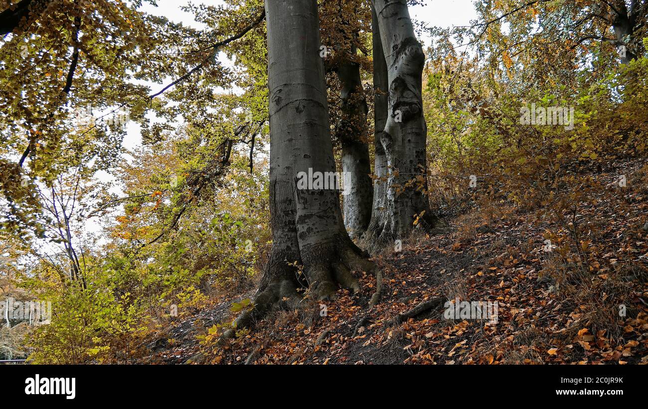 Gruppo di alberi con quattro alberi dal lato - con foglie d'autunno atmosferica Foto Stock