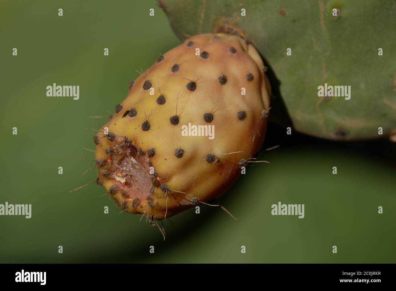 Frutto di una pera di prickly - Opuntia ficus indica - appartiene alla famiglia dei cactus Foto Stock