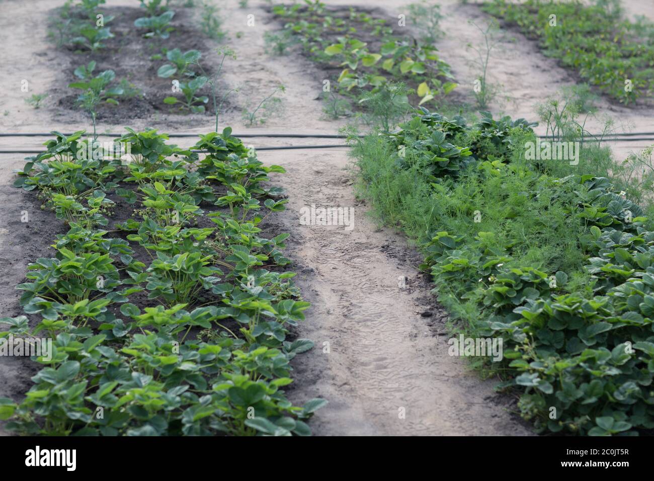 Letti con giovani cespugli di fragole in orto. Foto Stock