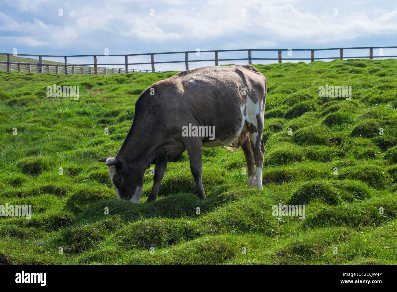 Una mucca in un paddock su una collina mangia erba verde fresca. Sullo sfondo del cielo e delle nuvole. Giorno estivo luminoso e soleggiato. Spazio per il testo Foto Stock