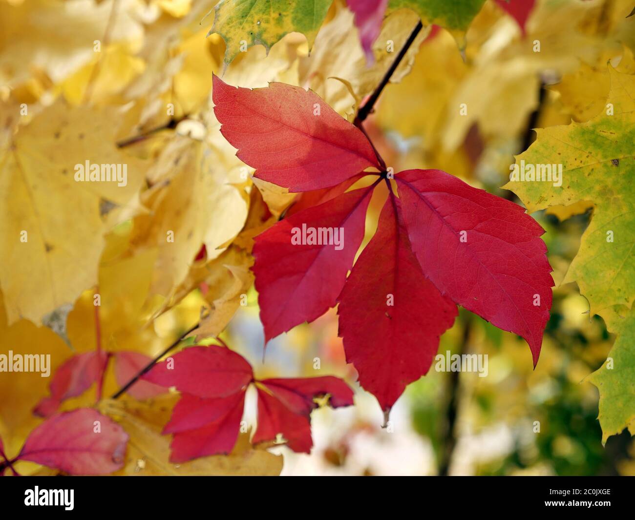 Foglie rosse di autunno tra molte foglie di erbe gialle come sfondo, dettaglio Foto Stock