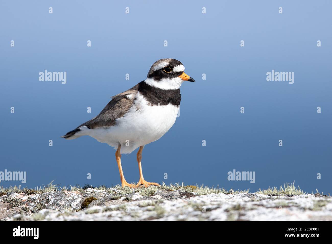 Un Plover ad anello comune (Charadrius hiaticula) nei suoi terreni di allevamento sull'isola di Uist del Nord, Scozia occidentale. Foto Stock