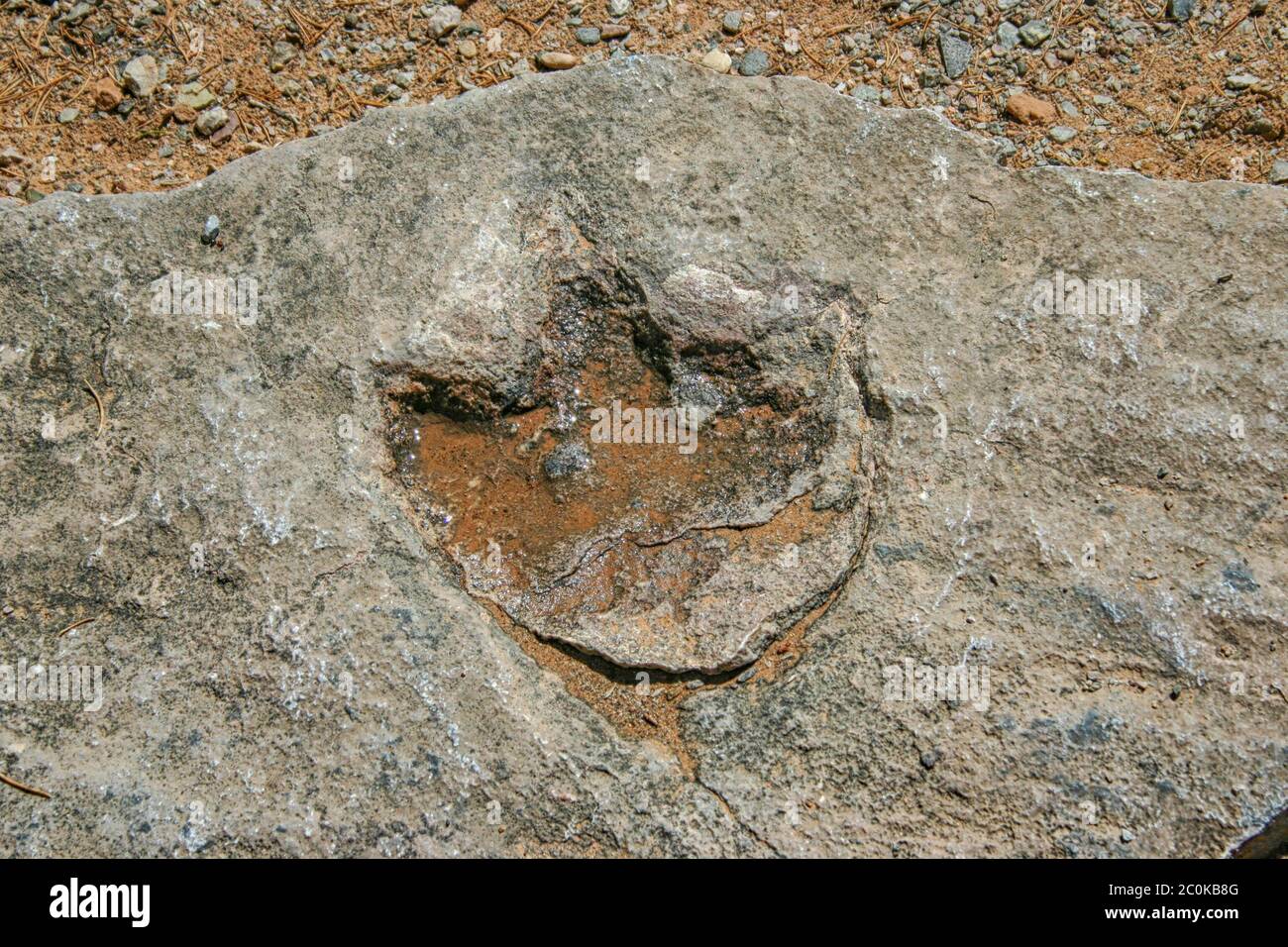 Presumibilmente una impronta di dinosauro in Colorado Foto Stock