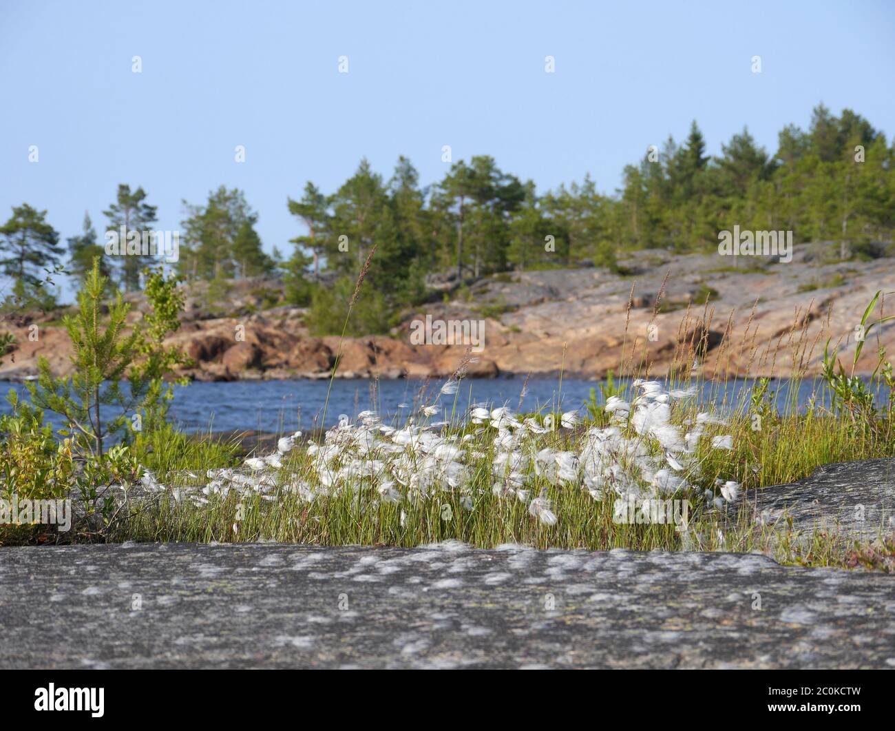 erba di cotone, paesaggio costiero in finlandia Foto Stock