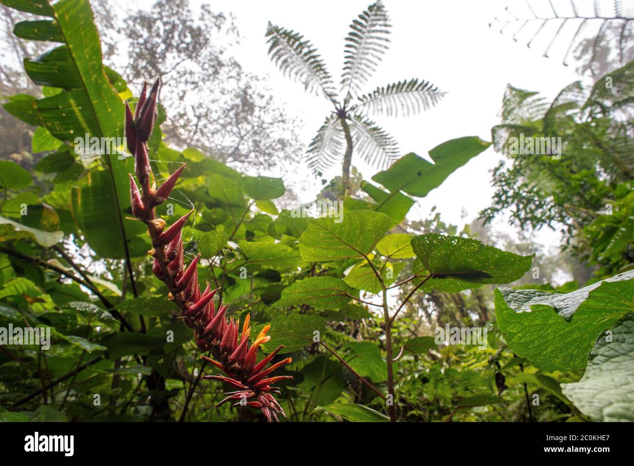 Fiori di bromeliade, Pitcairnia brittoniana, Bromeliaceae, Santa Elena Cloud Forest, Reserve, Costa Rica, Centroamerica Foto Stock