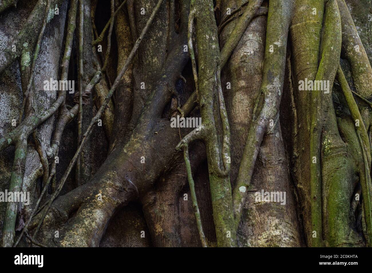 Strangler Fig, Ficus aurea, Moraceae, Parco Nazionale del Corcovado, Penisola di Osa, Costa Rica, Centroamerica Foto Stock