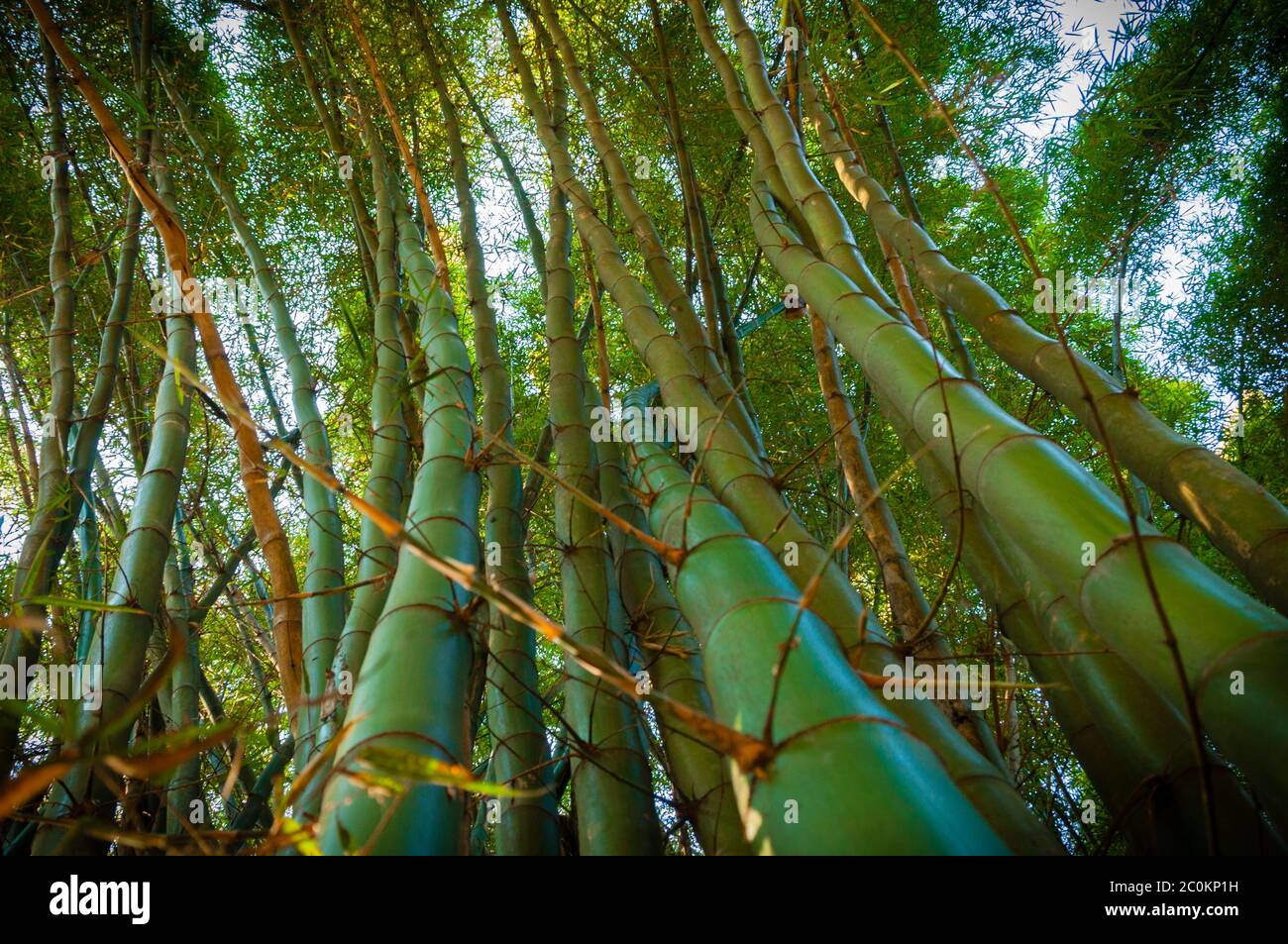 Piegate verdi alberi di bambù Foto Stock