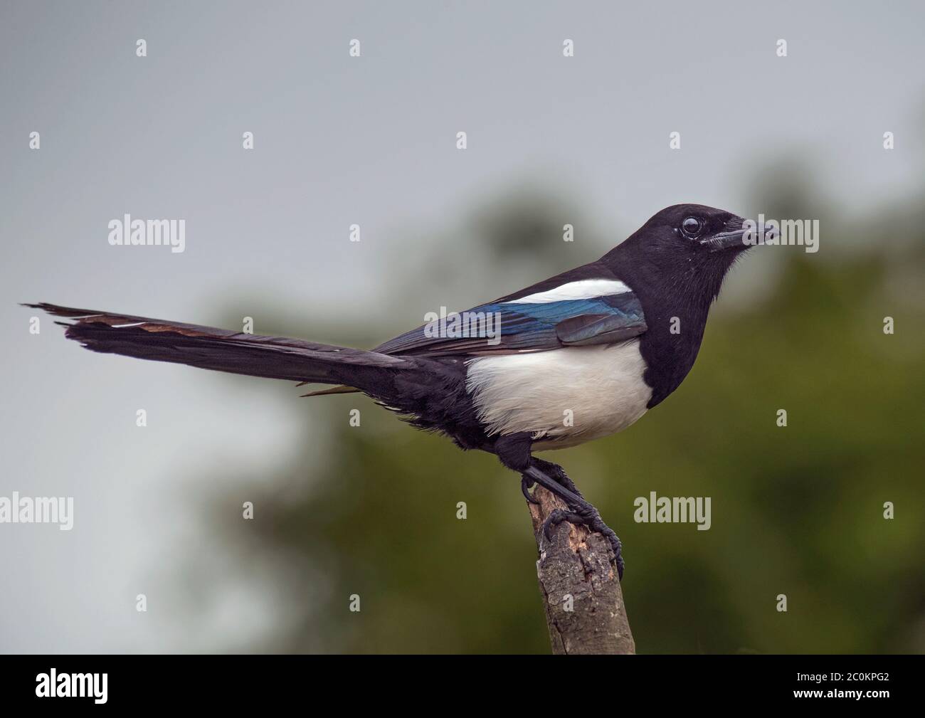 Eurasian Mappie, Pica pica, arroccato sulla filiale, Lancashire, Regno Unito Foto Stock
