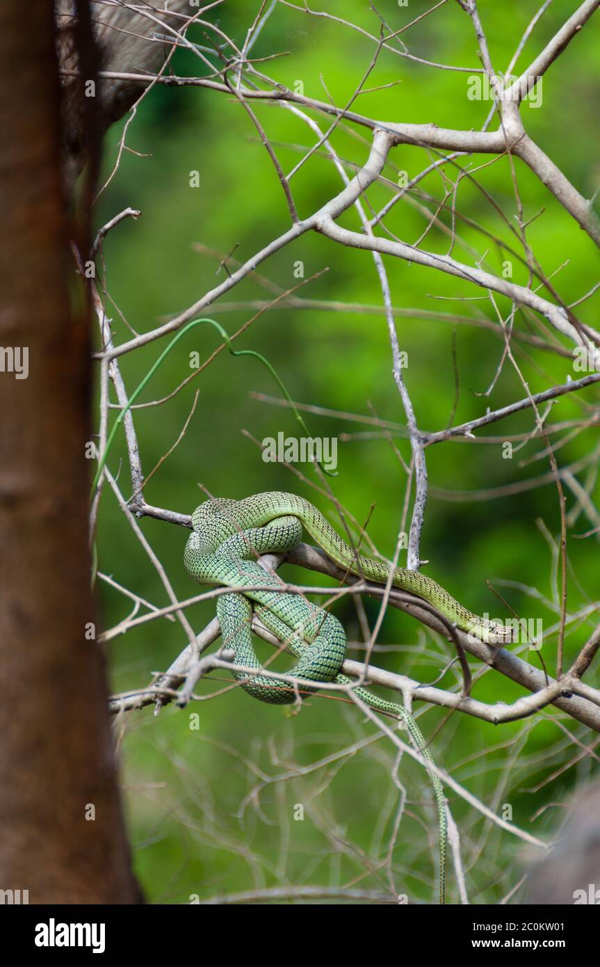 Velenoso serpente verde seduto su un ramo Foto Stock