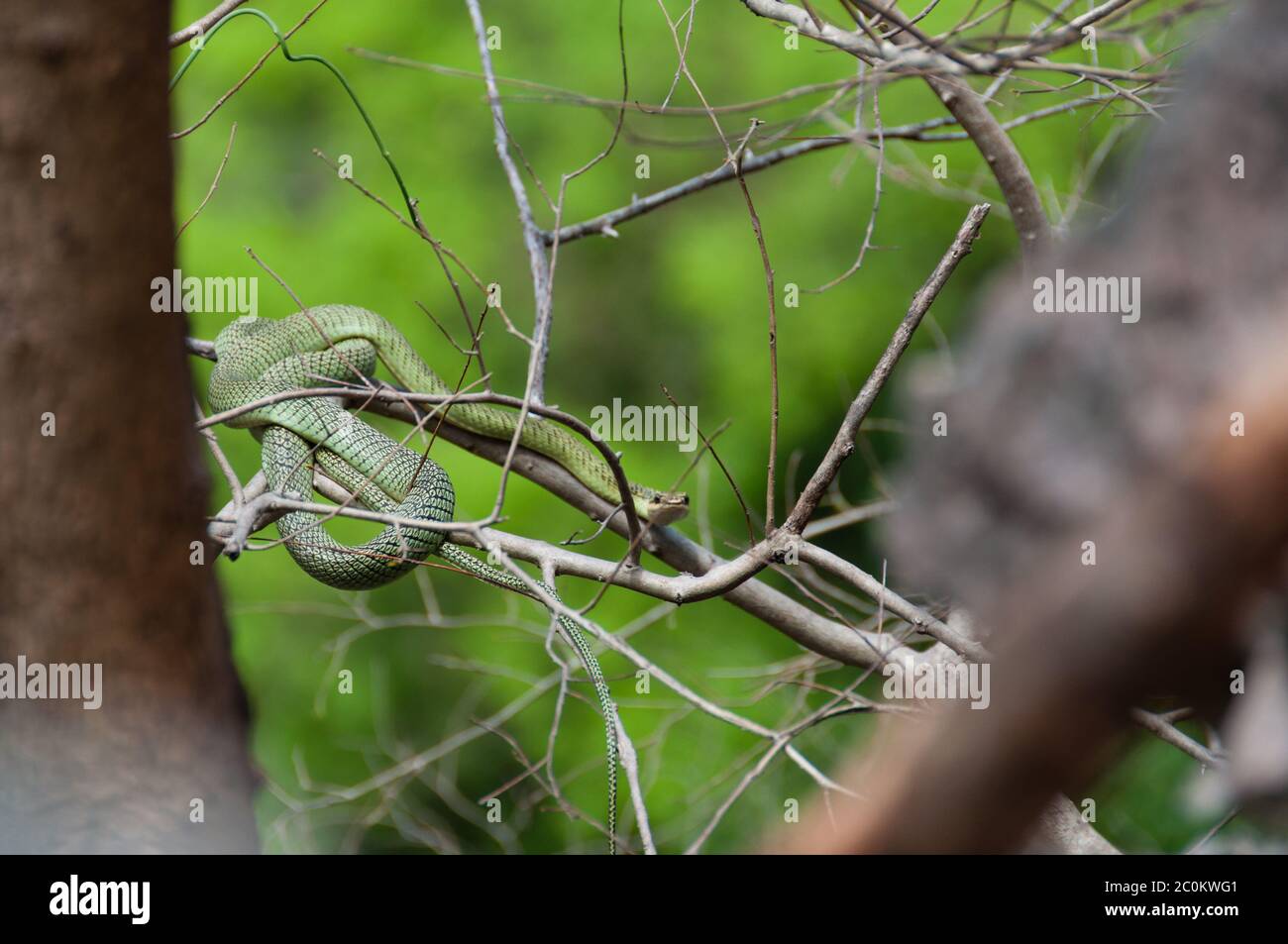 Velenoso serpente verde seduto su un ramo Foto Stock