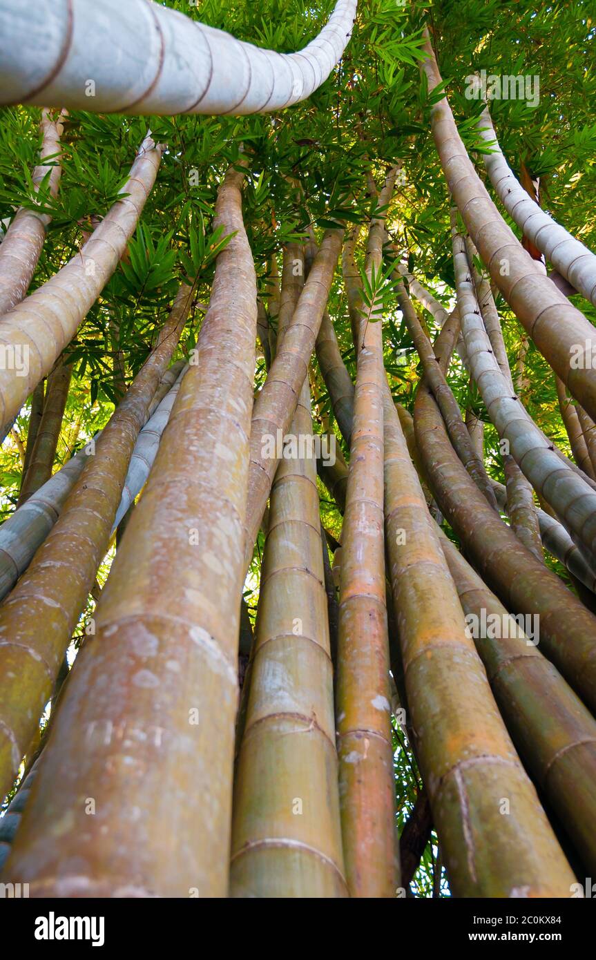 Piegate verdi alberi di bambù Foto Stock