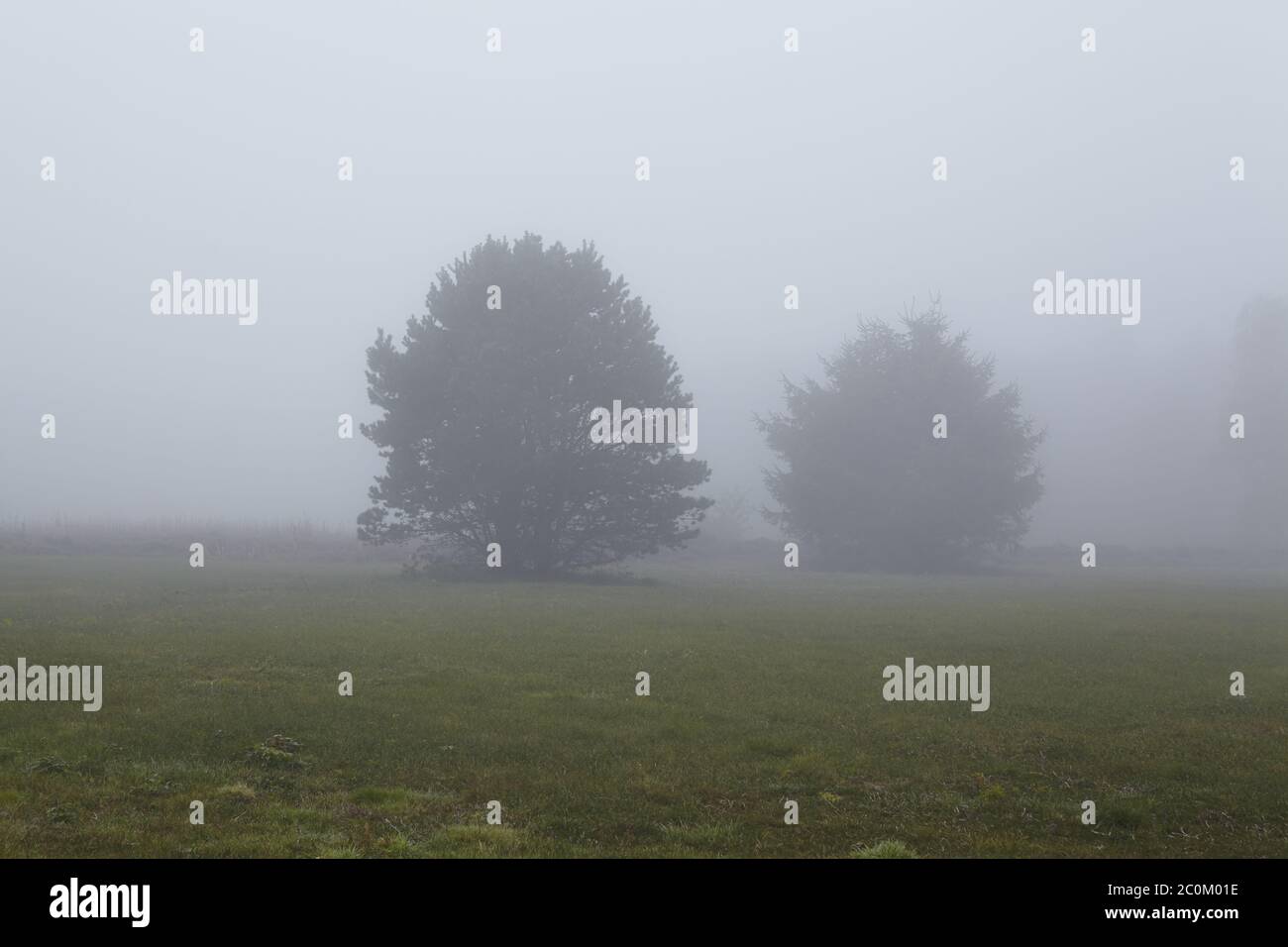 Amrum (Germania) - due alberi nella nebbia Foto Stock